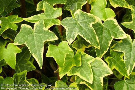 Gelbbunter Efeu 'Goldchild' (Hedera helix)