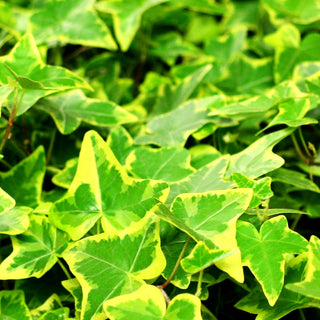 Gelbbunter Efeu 'Goldchild' (Hedera helix)