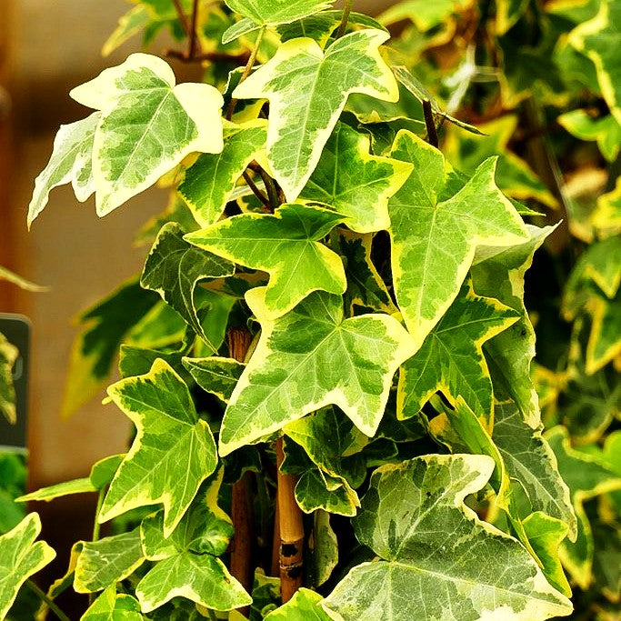 Gelbbunter Efeu 'Goldchild' (Hedera helix)