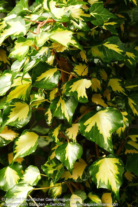 Gelbbunter Efeu 'Goldheart' (Hedera helix)