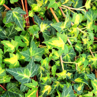 Gelbbunter Efeu 'Goldheart' (Hedera helix)