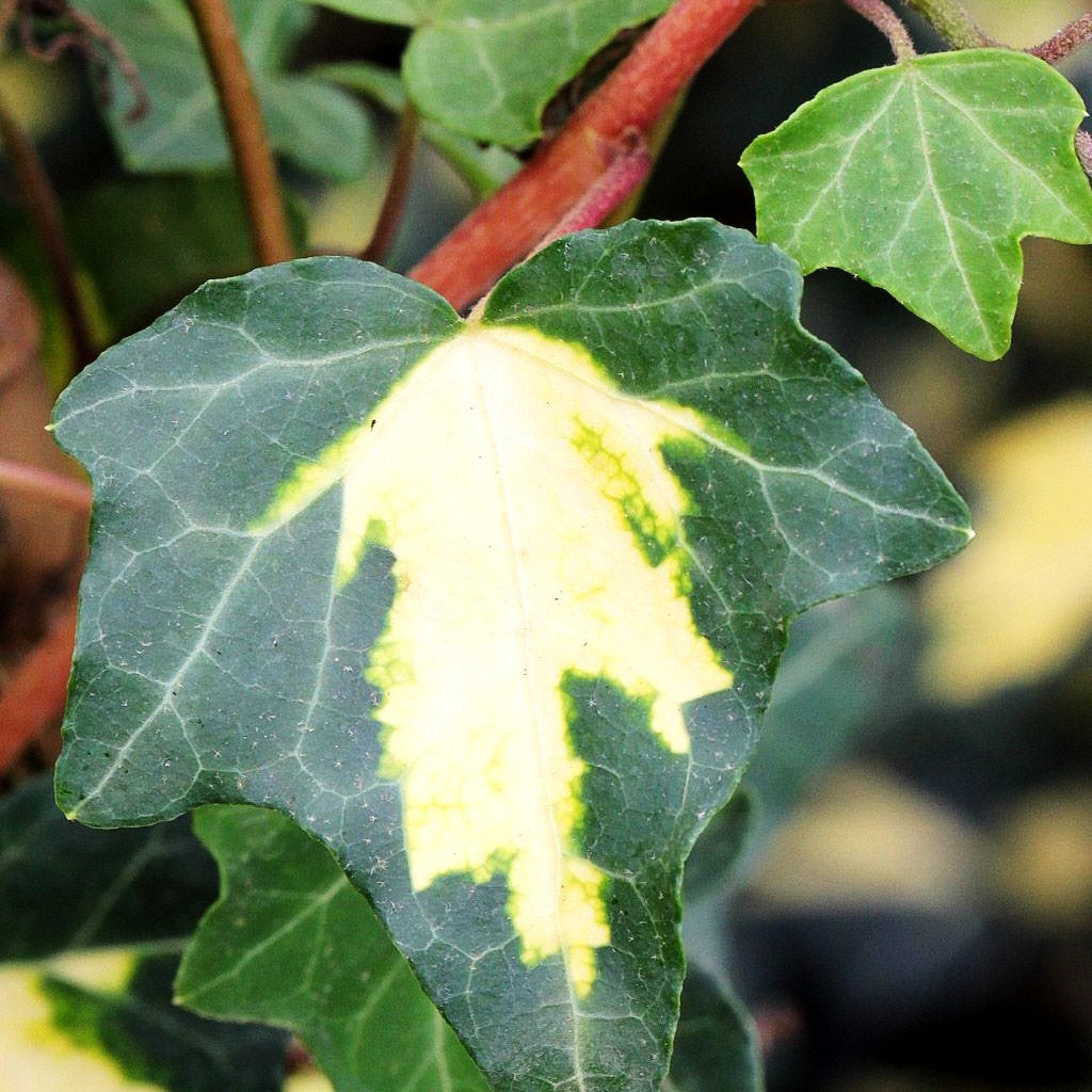 Gelbbunter Efeu 'Goldheart' (Hedera helix)