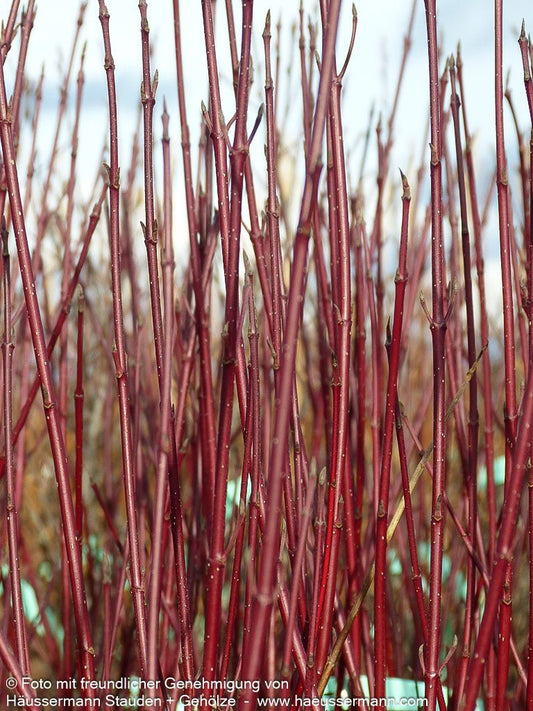 Gelbbunter Hartriegel 'Cream Cracker' (Cornus alba)