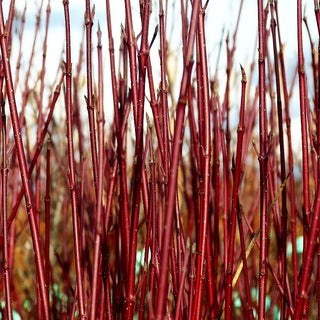 Gelbbunter Hartriegel 'Cream Cracker' (Cornus alba)