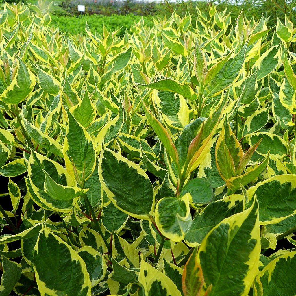 Gelbbunter Hartriegel 'Cream Cracker' (Cornus alba)