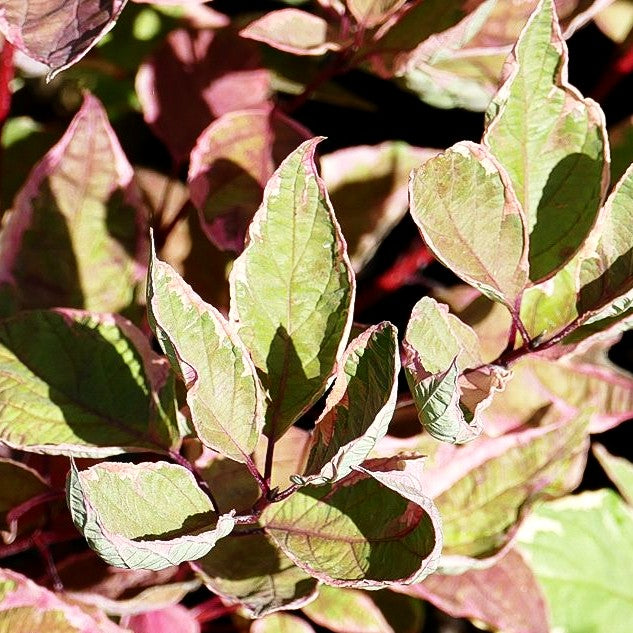 Gelbbunter Hartriegel 'Cream Cracker' (Cornus alba)