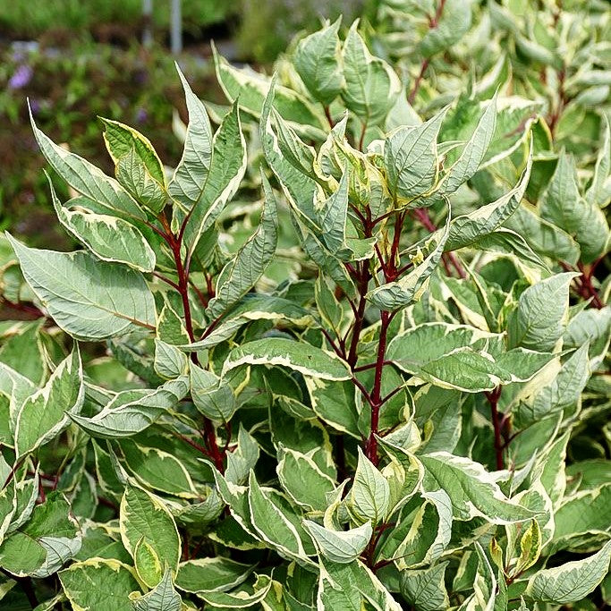 Gelbbunter Hartriegel 'Cream Cracker' (Cornus alba)