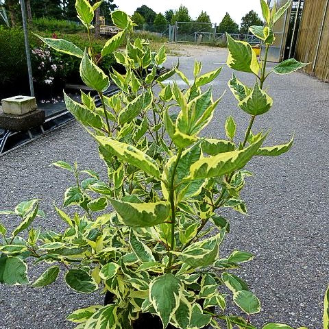 Gelbbunter Hartriegel 'Cream Cracker' (Cornus alba)