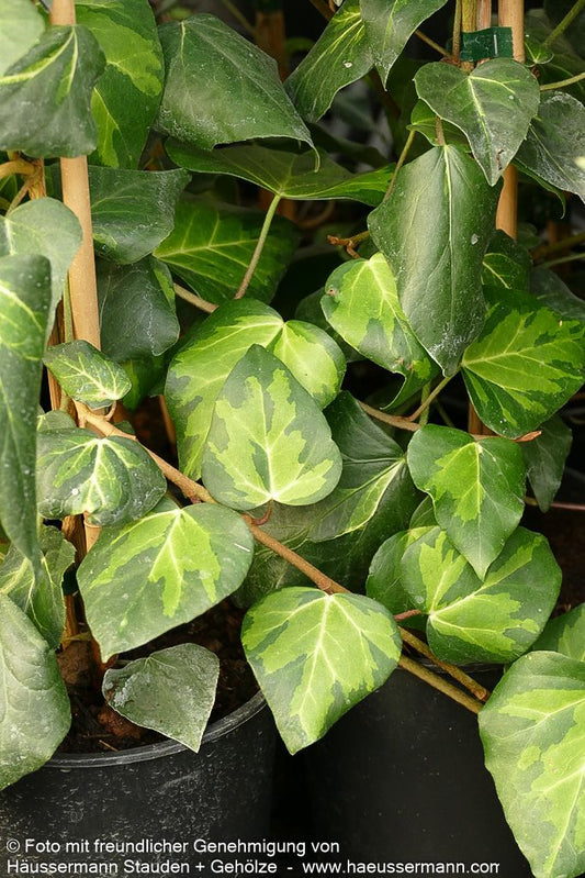 Gelbbunter Kaukasus-Efeu 'Sulphur Heart' (Hedera colchica)