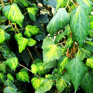 Gelbbunter Kaukasus-Efeu 'Sulphur Heart' (Hedera colchica)
