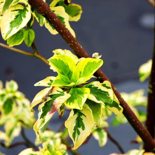 Gelbbunter Zwerg-Etagenhartriegel 'Golden Shadows' (Cornus alternifolia)