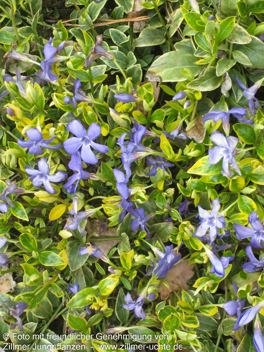 Gelbbuntes Immergrün 'Aureovariegata' (Vinca minor)