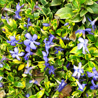Gelbbuntes Immergrün 'Aureovariegata' (Vinca minor)