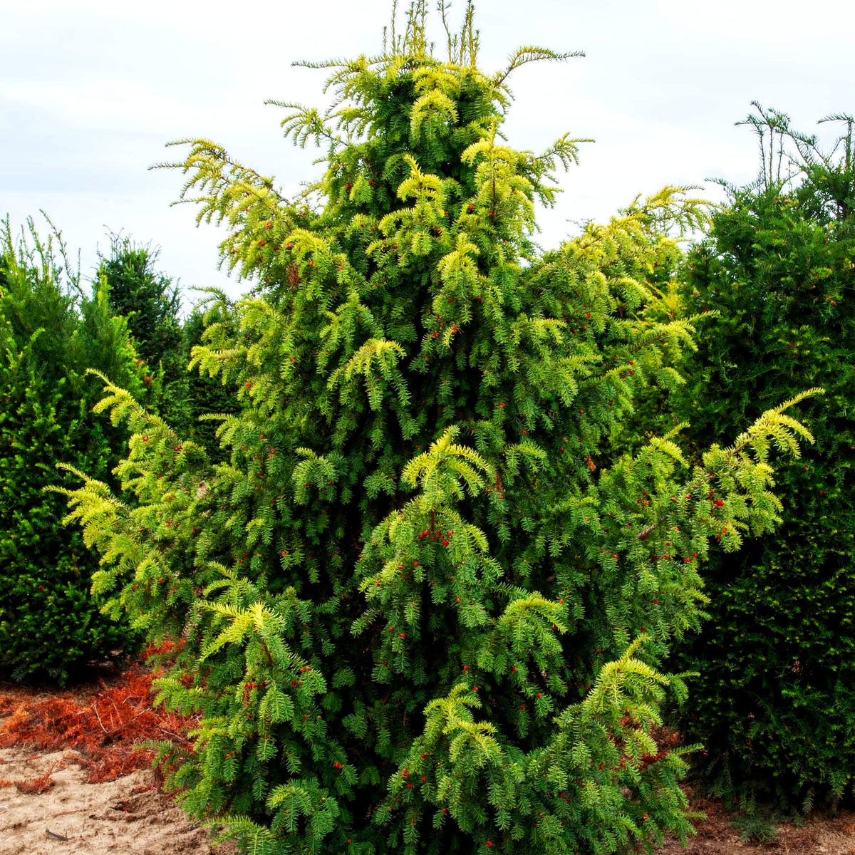 Gelbe Adlerschwingen-Eibe 'Dovastonii Aurea' (Taxus baccata)