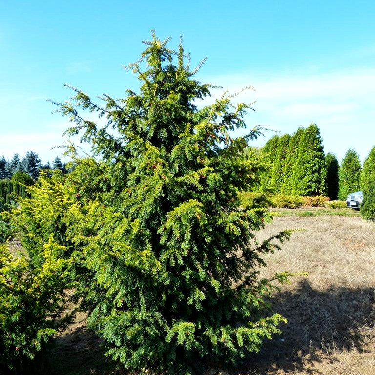 Gelbe Adlerschwingen-Eibe 'Dovastonii Aurea' (Taxus baccata)