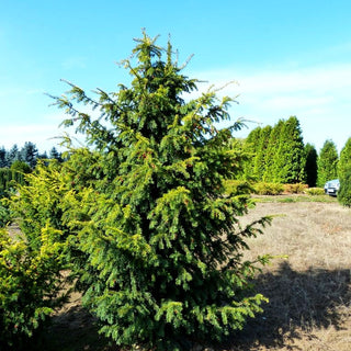 Gelbe Adlerschwingen-Eibe 'Dovastonii Aurea' (Taxus baccata)