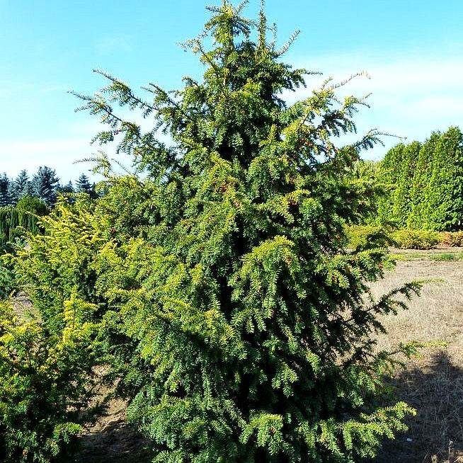 Gelbe Adlerschwingen-Eibe 'Dovastonii Aurea' (Taxus baccata)