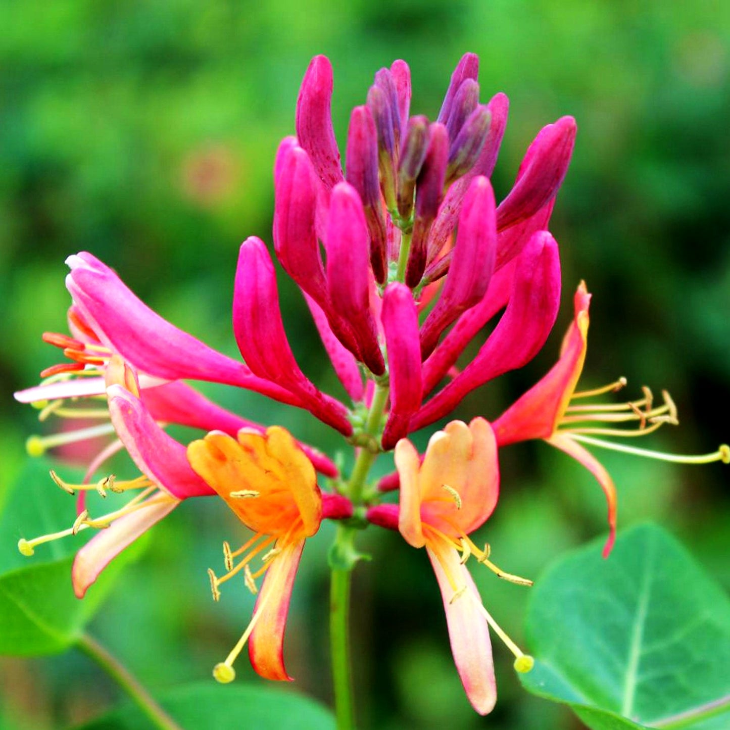 Gelbe Geißschlinge 'Goldflame' (Lonicera x heckrottii)