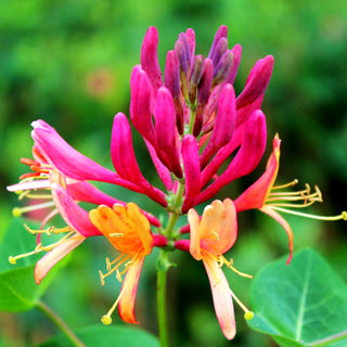 Gelbe Geißschlinge 'Goldflame' (Lonicera x heckrottii)