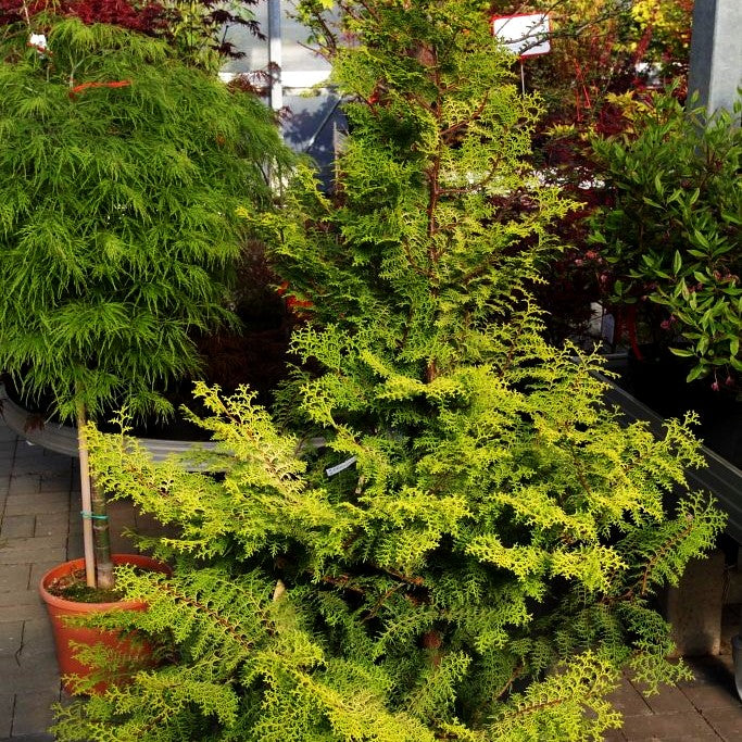 Gelbe Hinoki-Scheinzypresse 'Lucas' (Chamaecyparis obtusa)