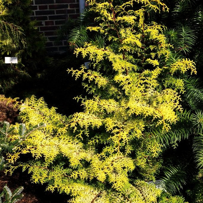 Gelbe Hinoki-Scheinzypresse 'Lucas' (Chamaecyparis obtusa)