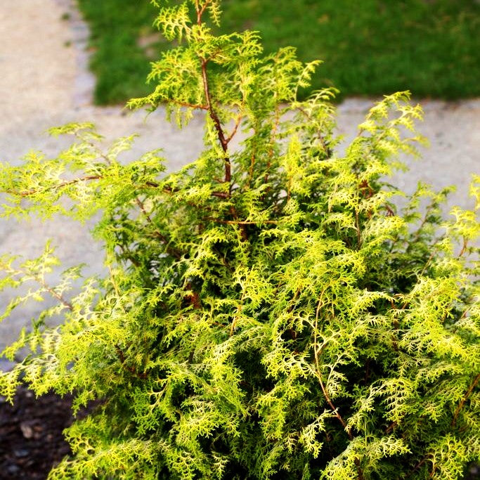 Gelbe Hinoki-Scheinzypresse 'Lucas' (Chamaecyparis obtusa)