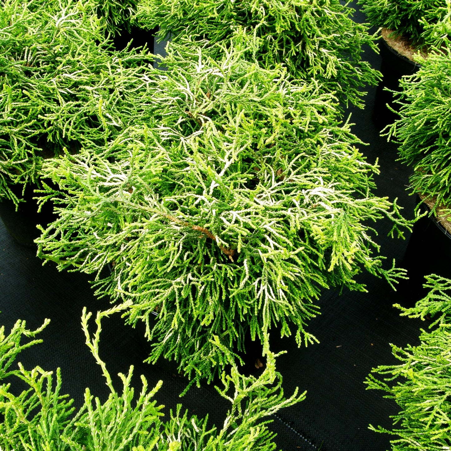 Gelbe Hinoki-Scheinzypresse 'Tsatsumi Gold' (Chamaecyparis obtusa)