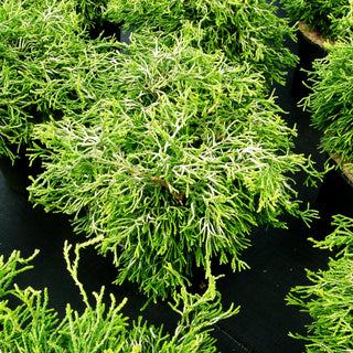 Gelbe Hinoki-Scheinzypresse 'Tsatsumi Gold' (Chamaecyparis obtusa)