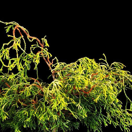 Gelbe Hinoki-Scheinzypresse 'Tsatsumi Gold' (Chamaecyparis obtusa)