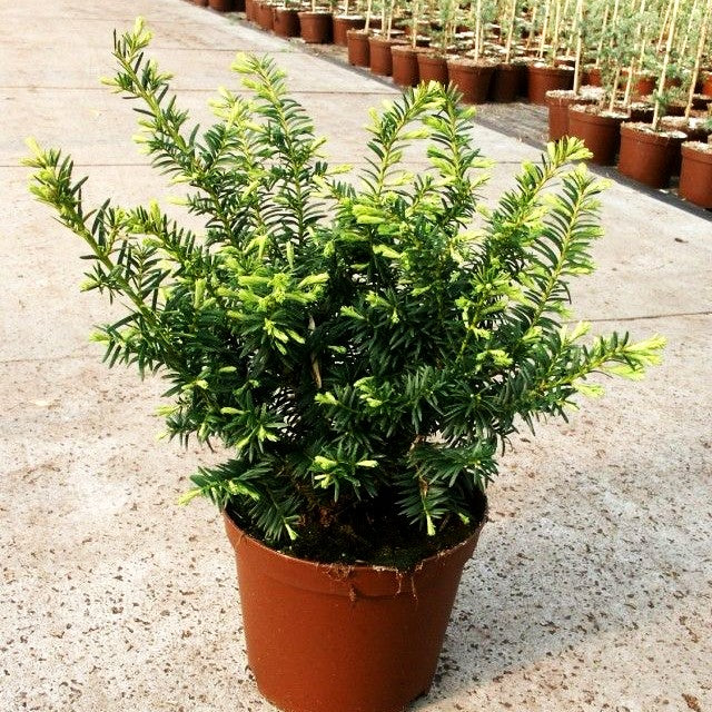 Gelbe Kriech-Eibe 'Summergold' (Taxus baccata)