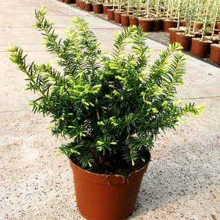 Gelbe Kriech-Eibe 'Summergold' (Taxus baccata)