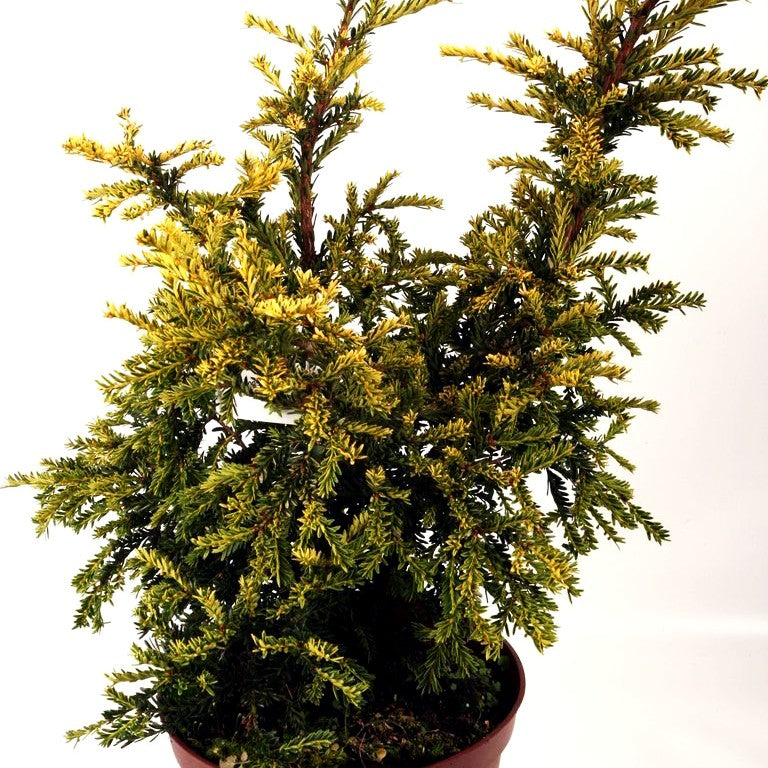 Gelbe kurznadelige Eibe 'Adpressa Aurea' (Taxus baccata)