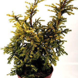 Gelbe kurznadelige Eibe 'Adpressa Aurea' (Taxus baccata)
