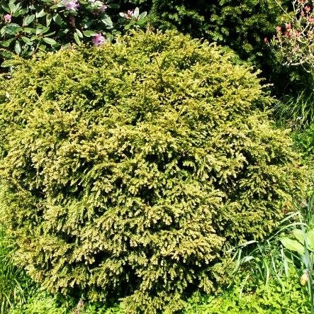 Gelbe kurznadelige Eibe 'Adpressa Aurea' (Taxus baccata)