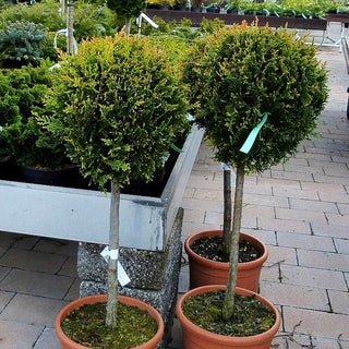 Gelbe Leyland-Zypresse 'Castlewellan Gold' (Cupressocyparis leyl.)