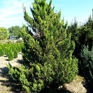 Gelbe Moos-Scheinzypresse 'Plumosa Aurea' (Chamaecyparis pis.)