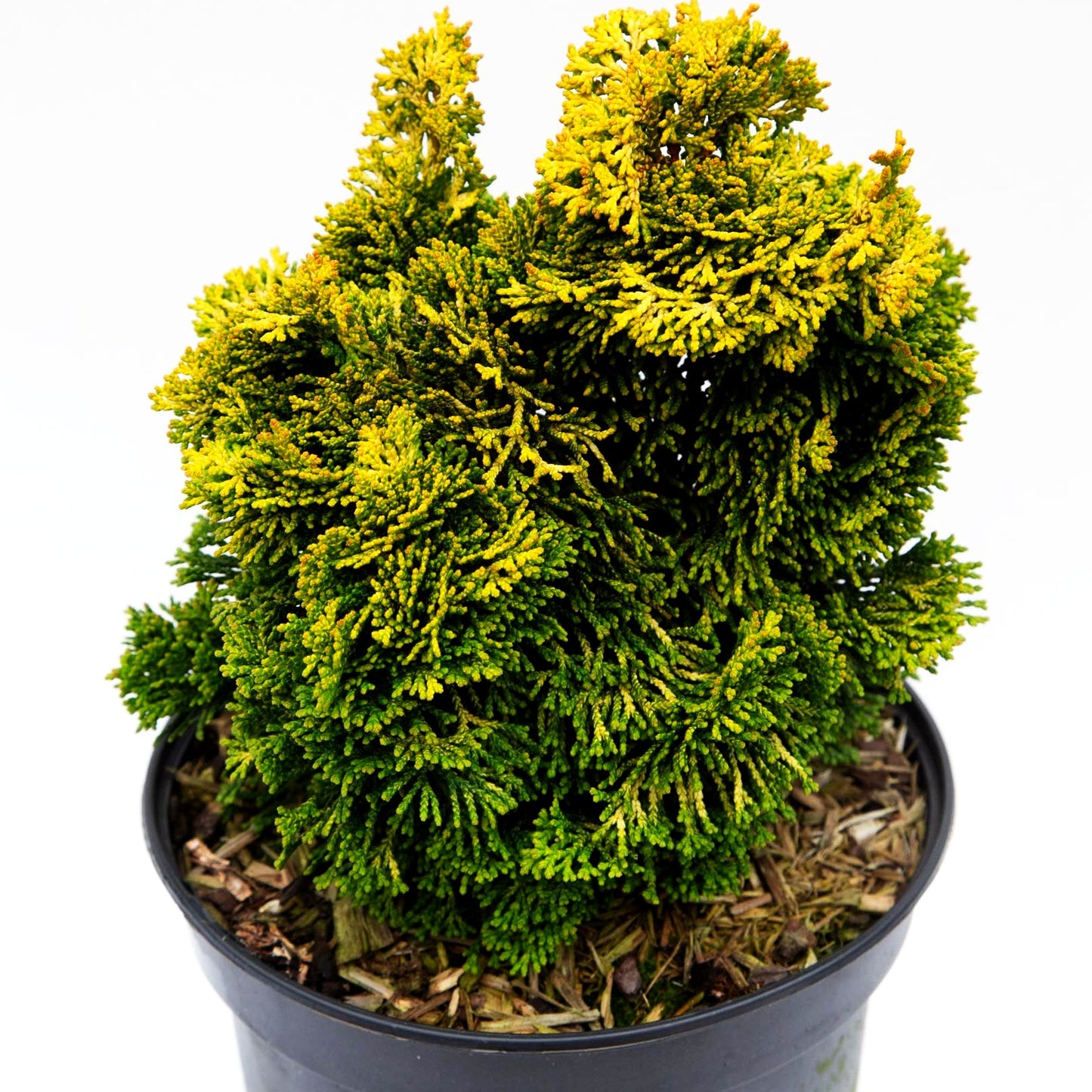 Gelbe Muschelscheinzypresse 'Aurora' (Chamaecyparis obtusa)