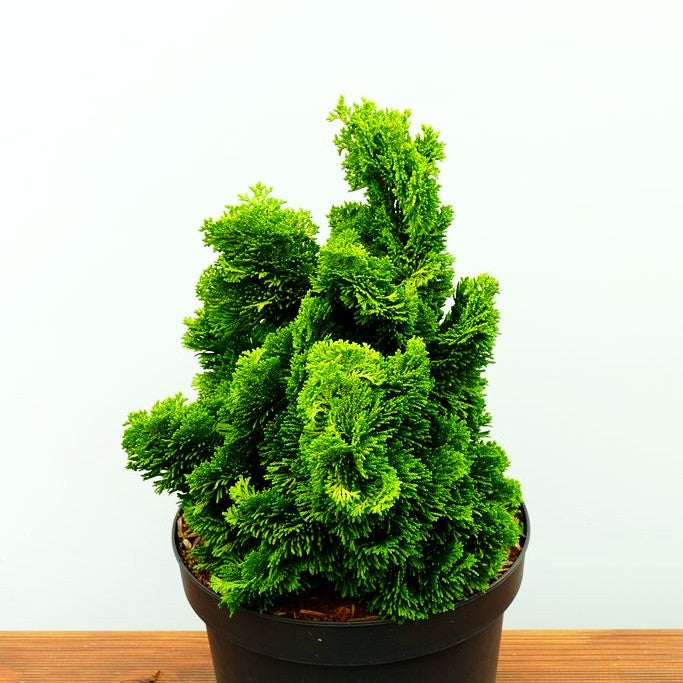 Gelbe Muschelscheinzypresse 'Aurora' (Chamaecyparis obtusa)