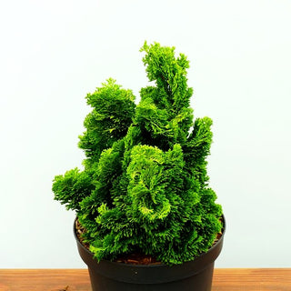 Gelbe Muschelscheinzypresse 'Aurora' (Chamaecyparis obtusa)