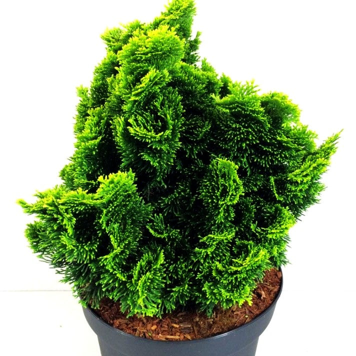 Gelbe Muschelscheinzypresse 'Aurora' (Chamaecyparis obtusa)