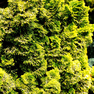 Gelbe Muschelscheinzypresse 'Nana Aurea' (Chamaecyparis obtusa)