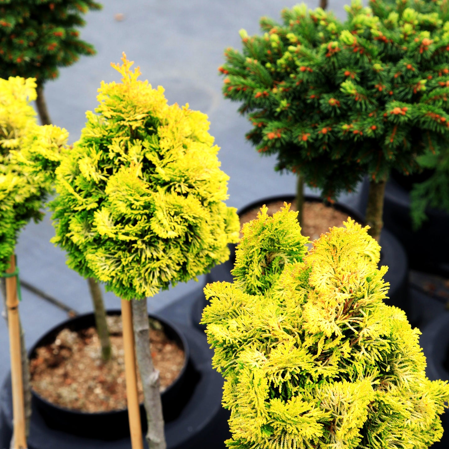 Gelbe Muschelscheinzypresse 'Nana Lutea' (Chamaecyparis obtusa)