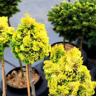 Gelbe Muschelscheinzypresse 'Nana Lutea' (Chamaecyparis obtusa)