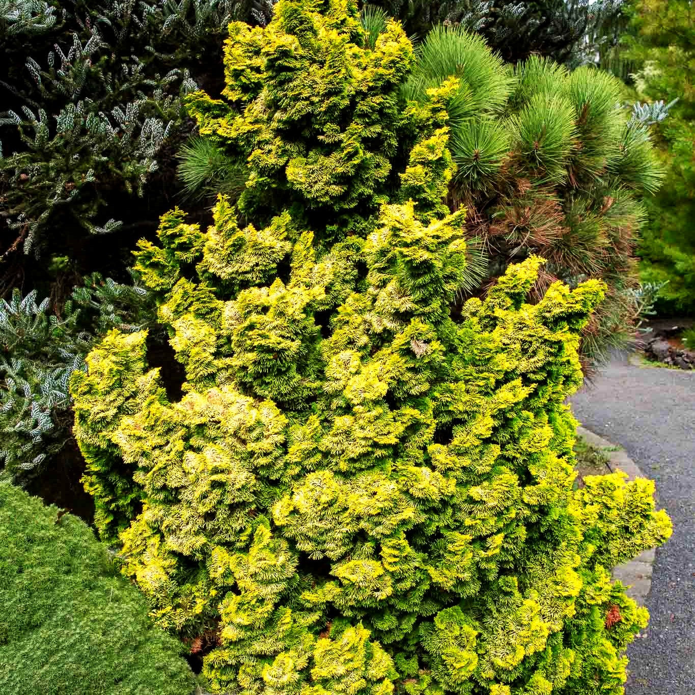 Gelbe Muschelscheinzypresse 'Nana Lutea' (Chamaecyparis obtusa)