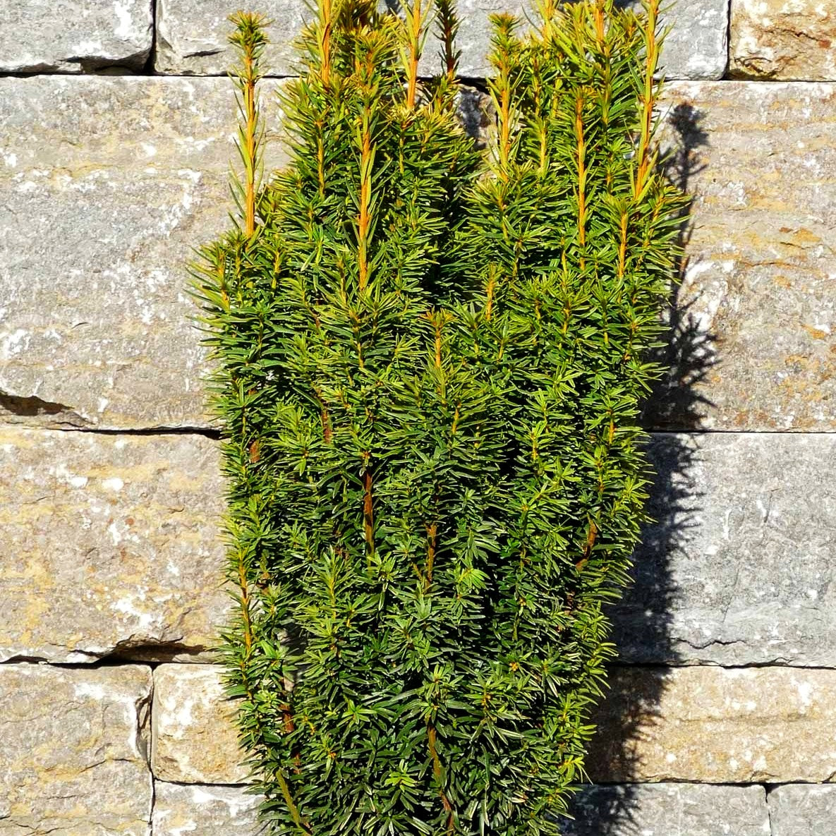 Gelbe Säulen-Eibe 'David' (Taxus baccata)