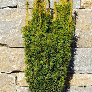 Gelbe Säulen-Eibe 'David' (Taxus baccata)