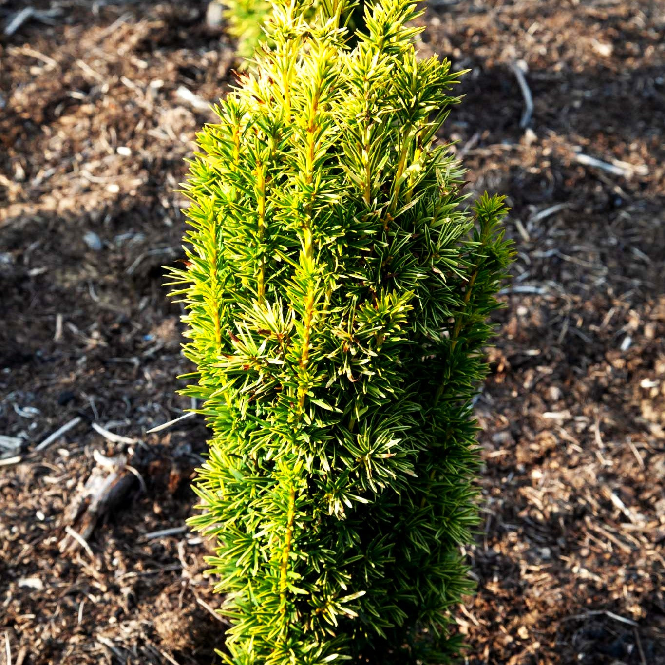 Gelbe Säulen-Eibe 'David' (Taxus baccata)