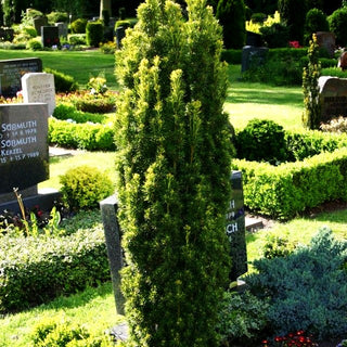 Gelbe Säulen-Eibe 'Fastigiata Aureomarginata' (Taxus baccata)