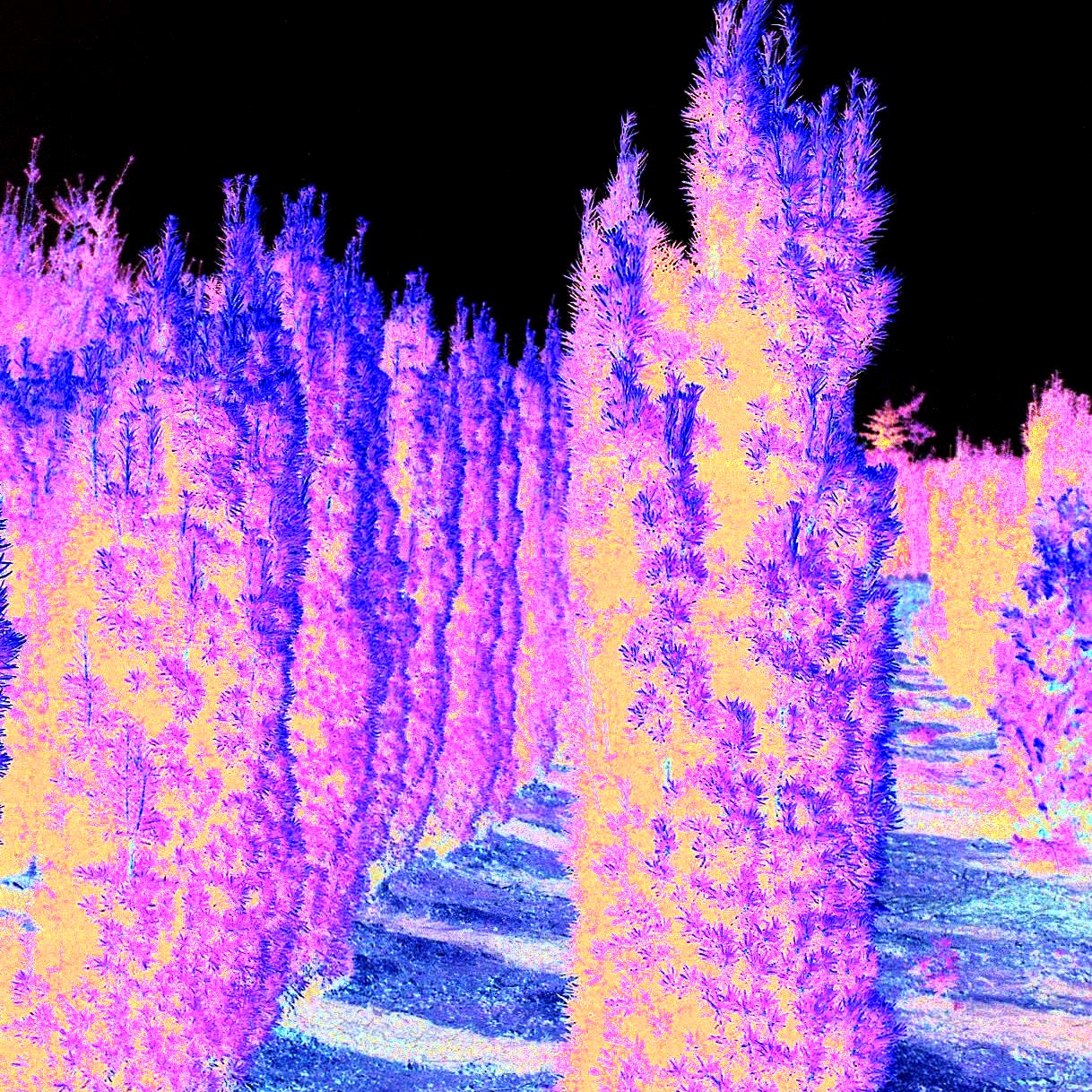 Gelbe Säulen-Eibe 'Fastigiata Aureomarginata' (Taxus baccata)
