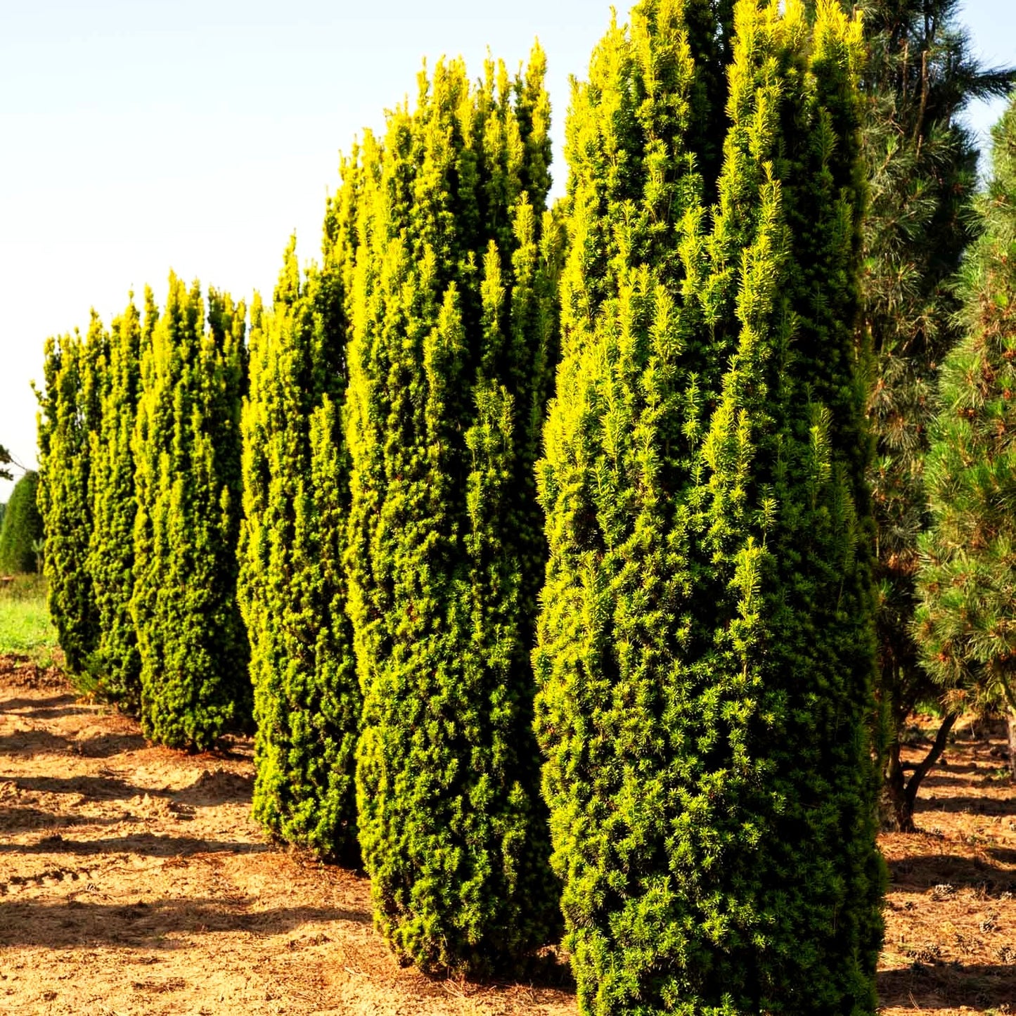 Gelbe Säulen-Eibe 'Fastigiata Aureomarginata' (Taxus baccata)